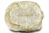 Colorful Inflated Fossil Tortoise (Stylemys) - South Dakota #373007-3